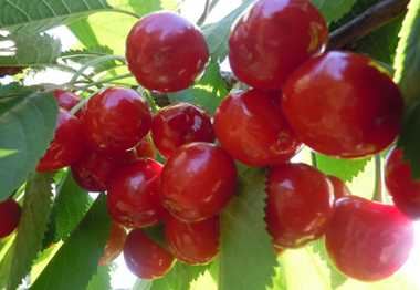 瓜果飄香 夏日水果的魅力與健康