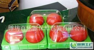 水果專用物理保鮮盒 選購指南與市場概覽